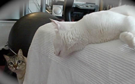 Katze Kiko und Cleo