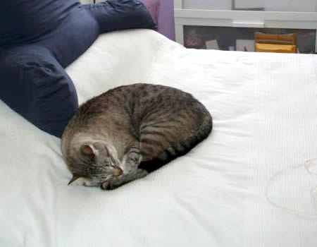 Katze Kiko schläft auf dem Bett