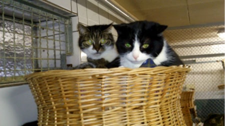 japan katzen tierschutz anfrage