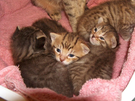 katzenschutzverein mutter-kind Flaschenkinder katze frankfurt