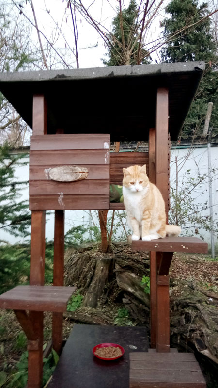 paulchen ataxie katze frankfurt