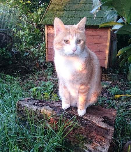 paulchen ataxie katze frankfurt