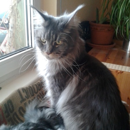 Main Coon Katze