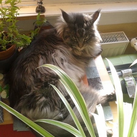 Main Coon Katze