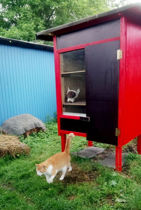 katze frankfurt ferrero social katzenfreiheit tierschutz