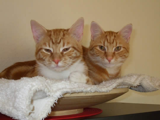 Kater Elvis und Kater Presley