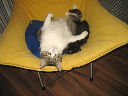 Frankfurter Katzenschutzverein