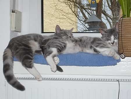 Frankfurter Katzenschutzverein