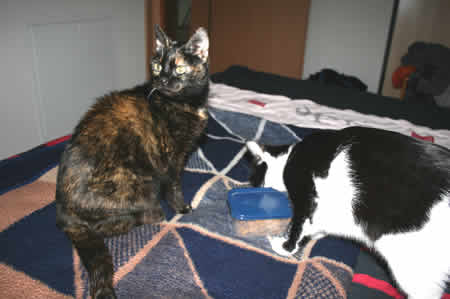 Katzenschutz - Suse und Kayla
