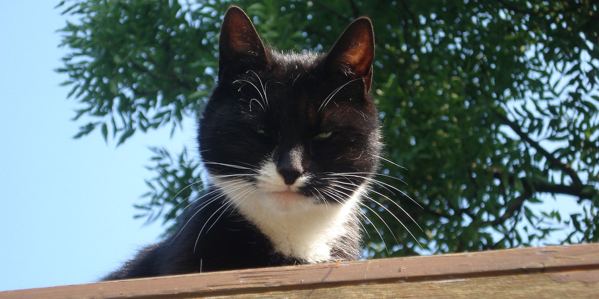 Tierheim für Katzen des Frankfurter Katzenschutzvereins