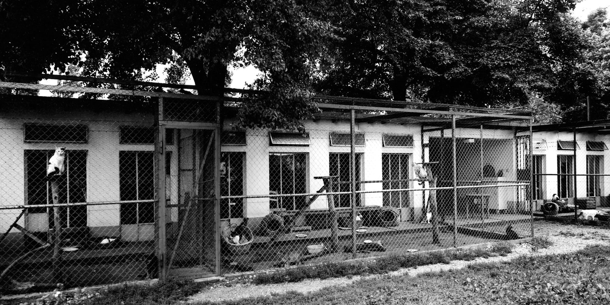 Frankfurter Katzenschutzverein – Tierheim 1967