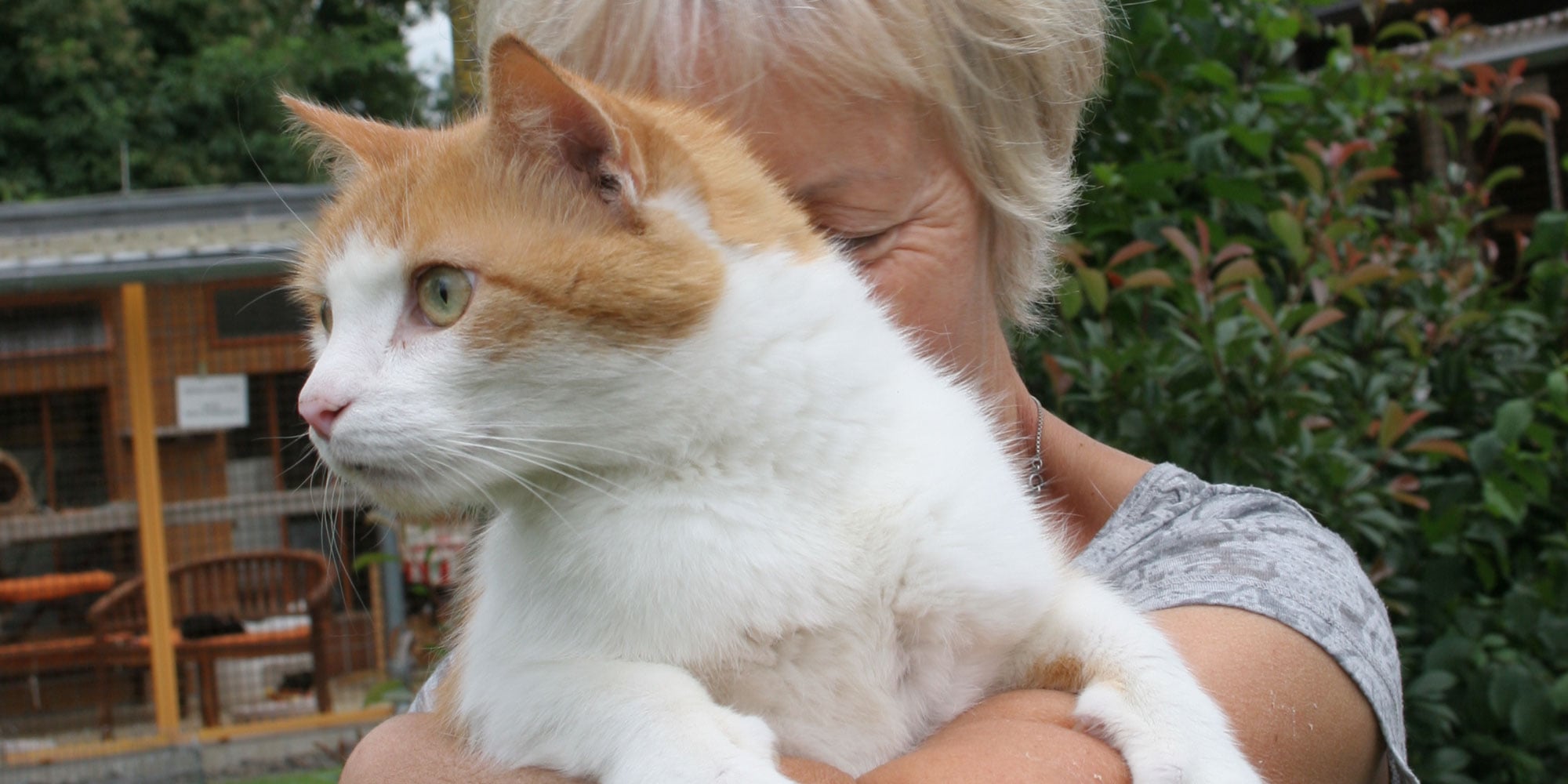 Übernehmen Sie eine Katzenpatenschaft beim Frankfurter Katzenschutzvereins