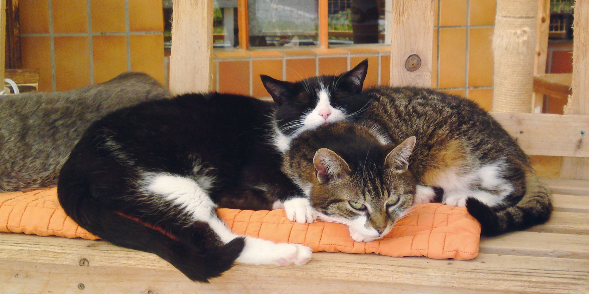 Tierheim für Katzen des Frankfurter Katzenschutzvereins