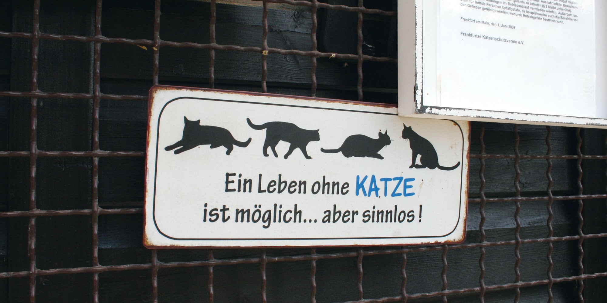 Ein Leben ohne Katze ist möglich – aber sinnlos