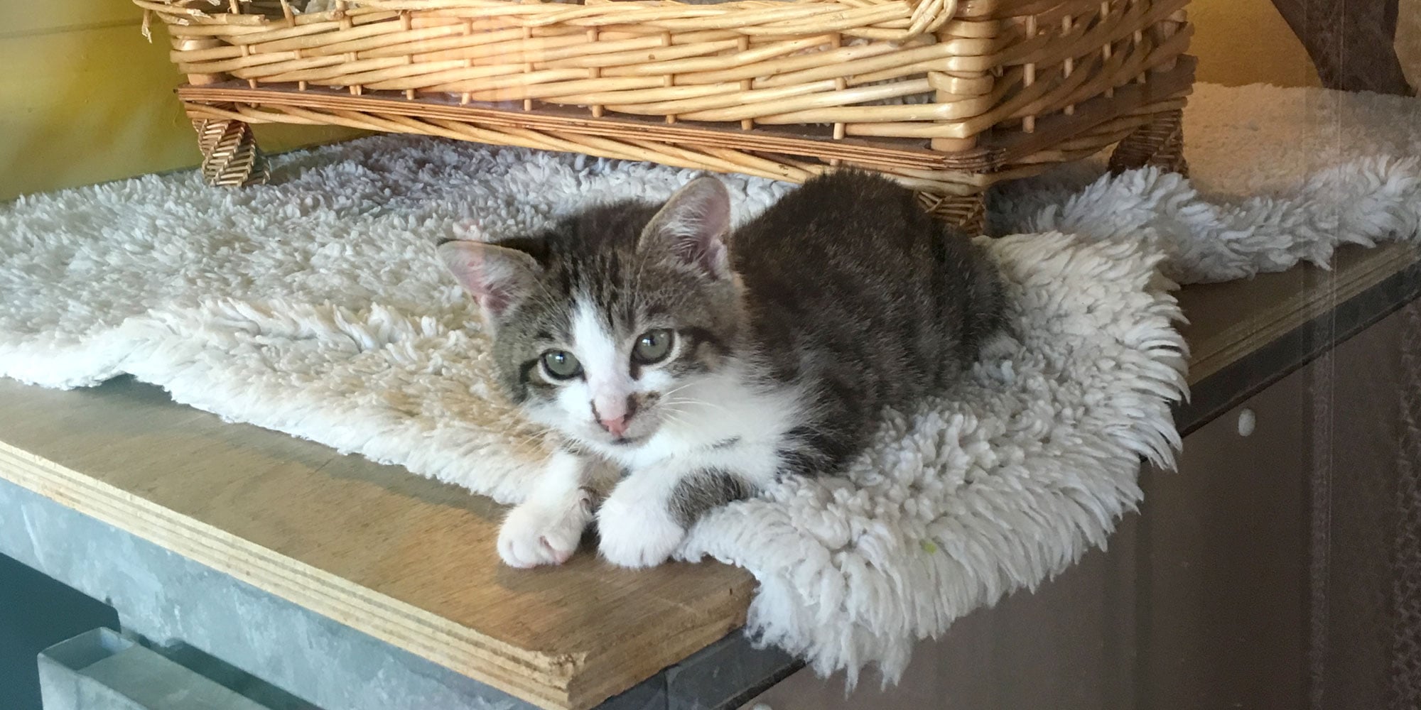 Mutter-mit-Kind-Station im Tierheim des Frankfurter Katzenschutzvereins