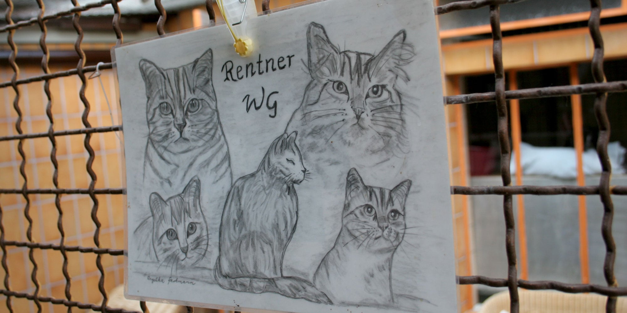 Rentner-WG im Tierheim des Frankfurter Katzenschutzvereins